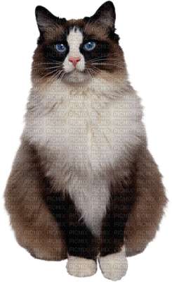 patymirabelle chat - png gratuito