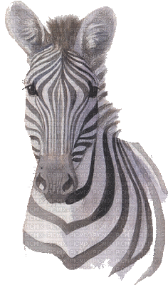 zebres - Free animated GIF