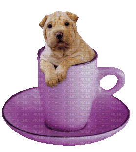 puppy in cup bp - Free animated GIF