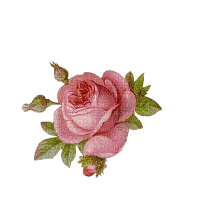 pink rose - бесплатно png