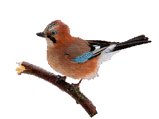 Bird.Oiseau.Pájaro.gif.Victoriabea - Bezmaksas animēts GIF