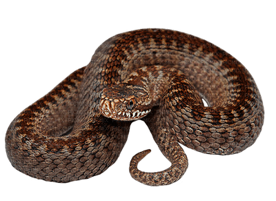 wąż - nemokama png