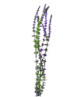 animated lavender - Gratis animeret GIF