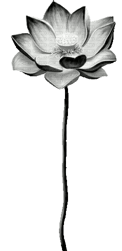 Animated.Lotus.Flower.Black - By KittyKatLuv65 - Besplatni animirani GIF