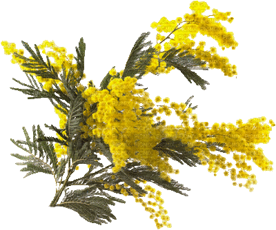 Mimosa Nitsa P - GIF animado grátis