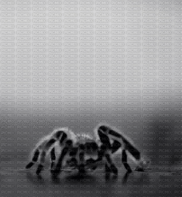 tarantula - GIF animate gratis