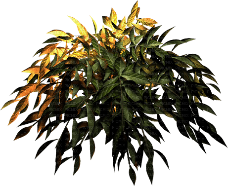 Arbusto  hojas verdes y amarillas - gratis png