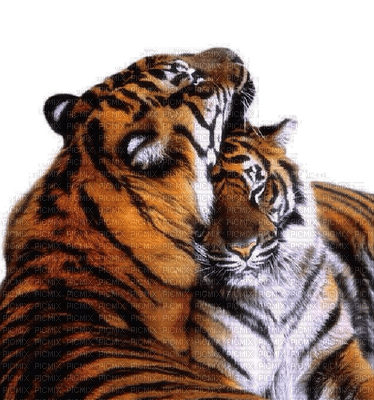 aze tigre - PNG gratuit