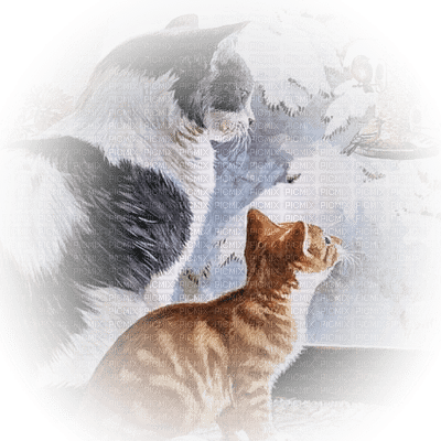 chat cats - darmowe png