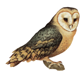 Kaz_Creations Animals Animal Bird Birds Owl - png grátis