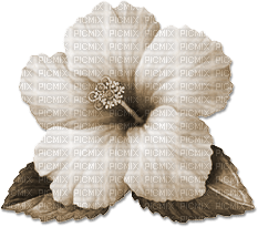 soave deco flowers summer tropical sepia - zdarma png