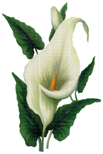calla lily Bb2 - δωρεάν png