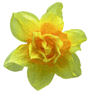 fleurs - Gratis animeret GIF