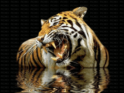 tiger bp, animal , tiger - Free animated GIF - PicMix