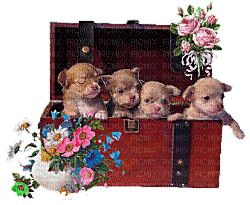 Animated Cute Puppies in Chest - 免费动画 GIF