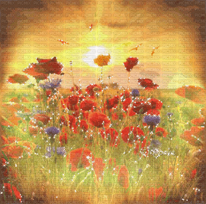 soave background animated flowers poppy sunset - GIF animate gratis