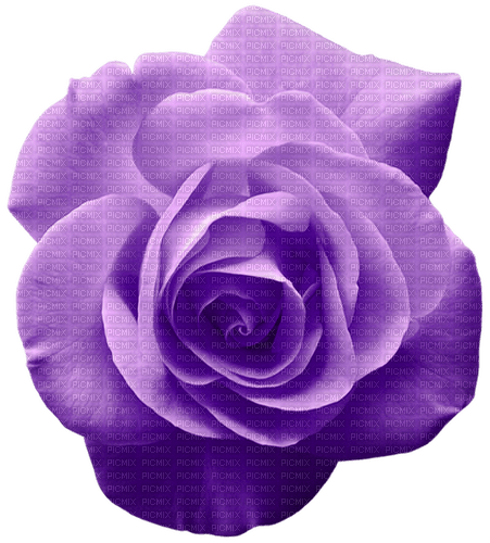 Rose.Purple - zadarmo png