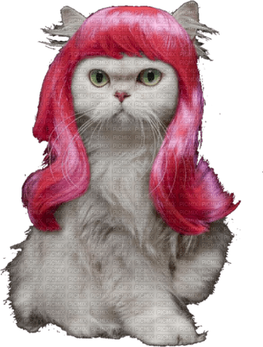 Wig on Cat - PNG gratuit