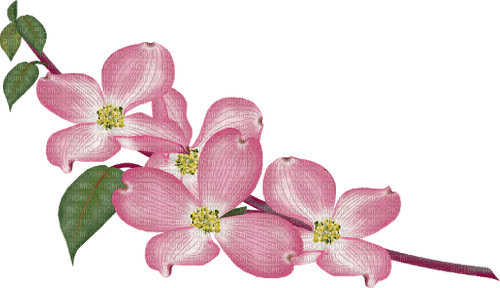 Blumenhartriegel - png gratuito