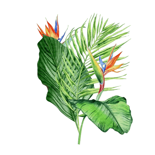 fleurs jungle tropical - фрее пнг