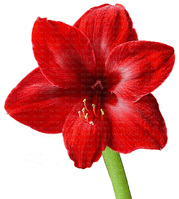 kukka, fleur, flower - ücretsiz png
