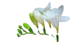 Nina flower - Zdarma animovaný GIF