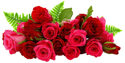 Roses.Pink.Red - zdarma png