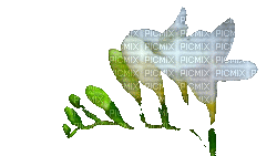 hoa xx - 免费动画 GIF