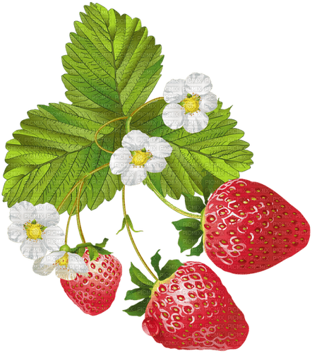 Erdbeeren - zdarma png
