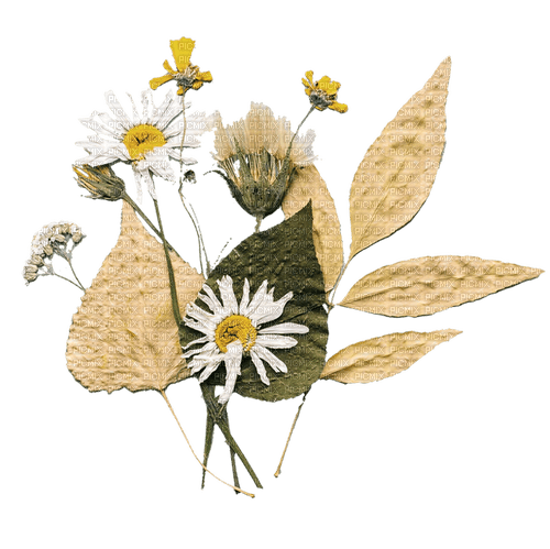 white pressed flowers - δωρεάν png