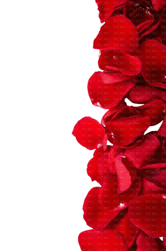 petals roses border - δωρεάν png