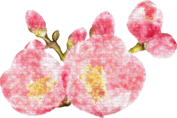 flowers blossom - Gratis geanimeerde GIF