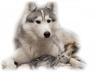 Kaz_Creations Animals Wolves - kostenlos png