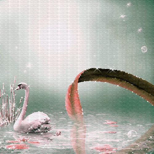 pink swan background animated - GIF animé gratuit