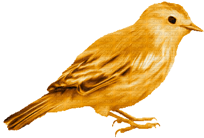 Kaz_Creations Deco Birds Bird Colours - Ilmainen animoitu GIF