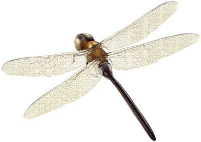 Dragonfly - besplatni png