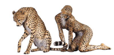 Kaz_Creations Woman Femme Animals Animal - Free PNG