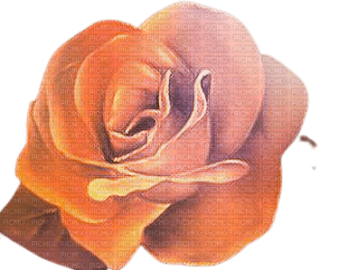 orange rose 3 - png gratuito