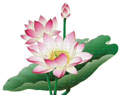 lotus flowers bp - nemokama png