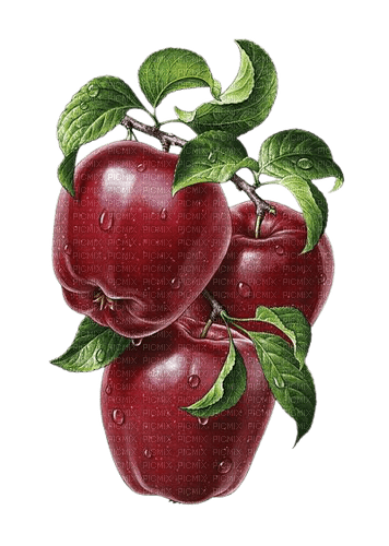 red apples - bezmaksas png