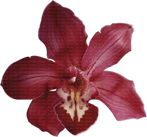 orchid - ingyenes png