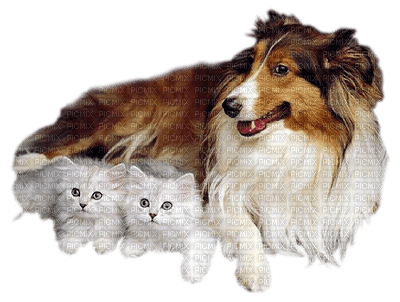 Kaz_Creations Animals Animal Dogs Dog Pup Cats Kittens - фрее пнг
