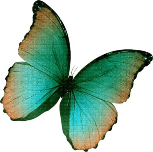 Papillon - ilmainen png