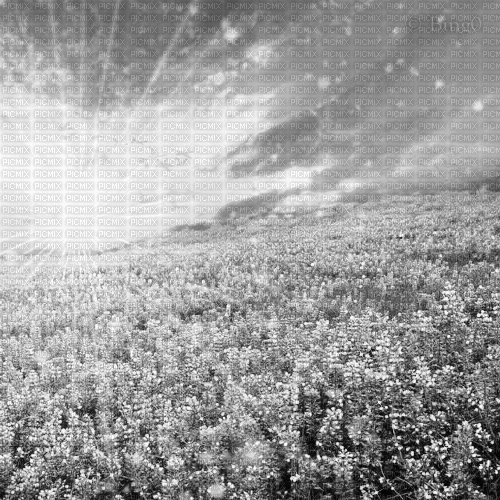 Y.A.M._Landscape background black-white - GIF animé gratuit