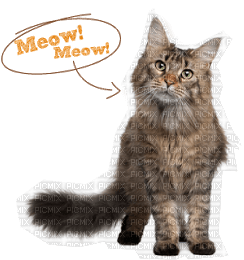 Kaz_Creations Cat Kitten Text Meow Meow - zdarma png