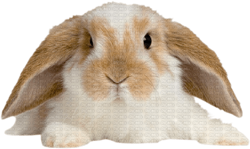 Kaninchen - nemokama png