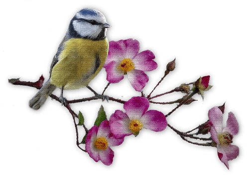 kikkapink border flowers  deco bird branch - gratis png