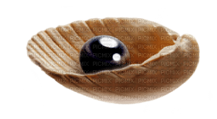 Shells katrin - PNG gratuit