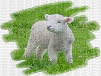 mouton - бесплатно png