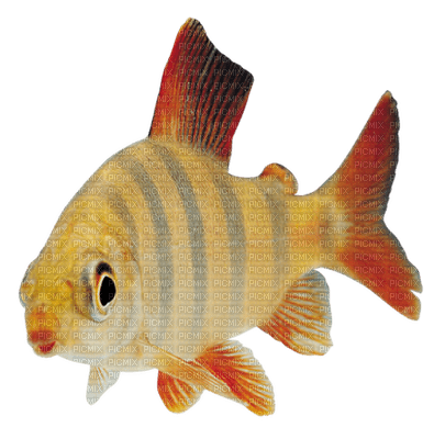 Kaz_Creations Fish - PNG gratuit